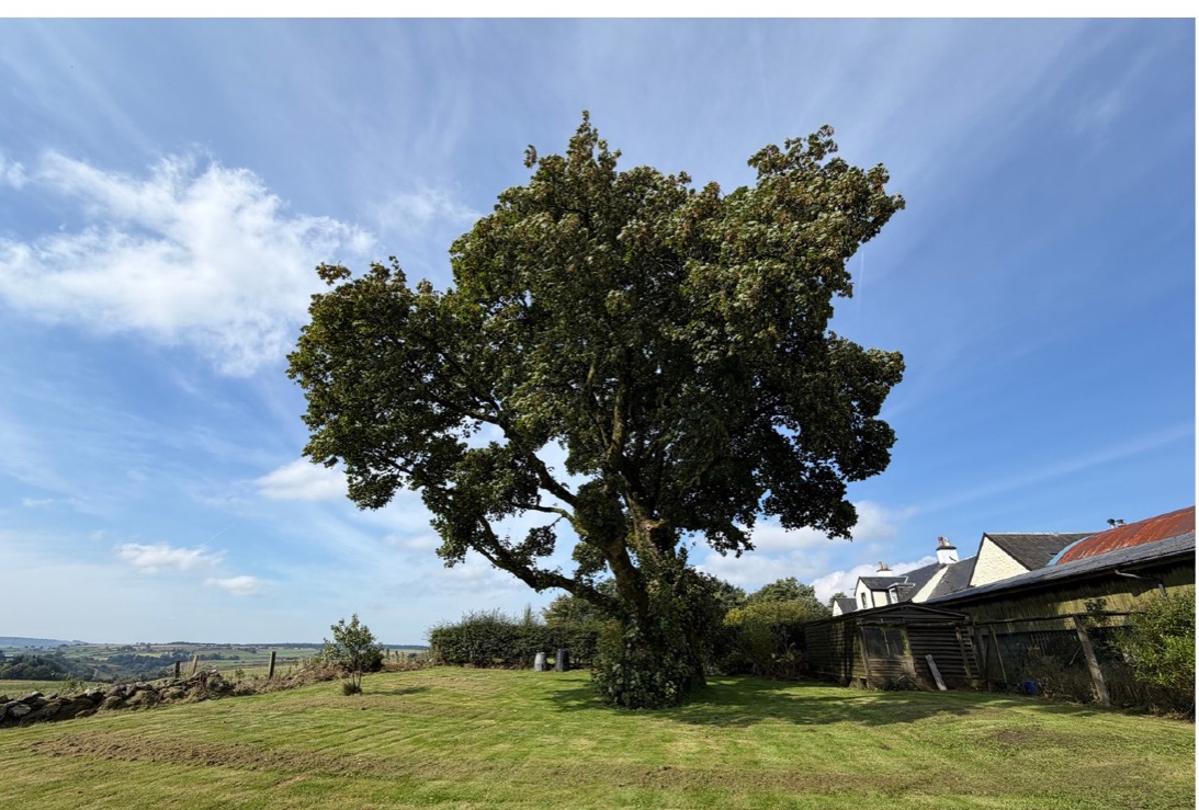 The old sycamore at Lochfield near Darvel