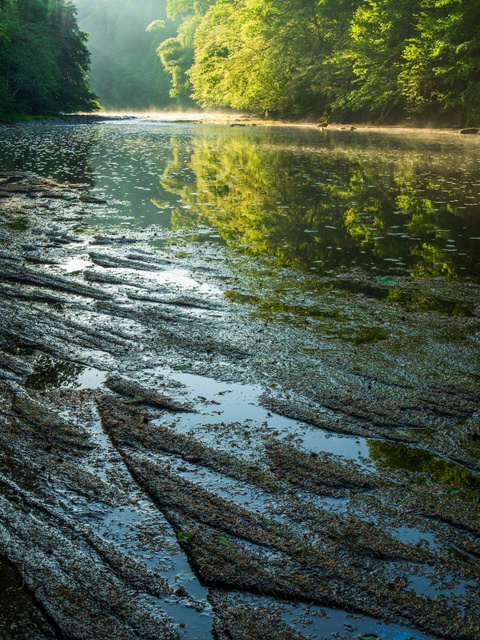 Woodland reflected in water, photographed by Hugh Maxwell