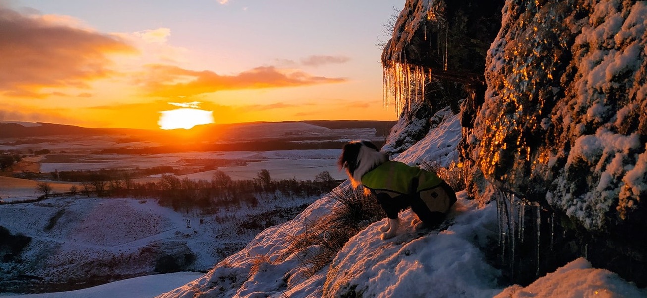 A dog looking across the snowy Irvine Valley from Loudoun Hill at sunset